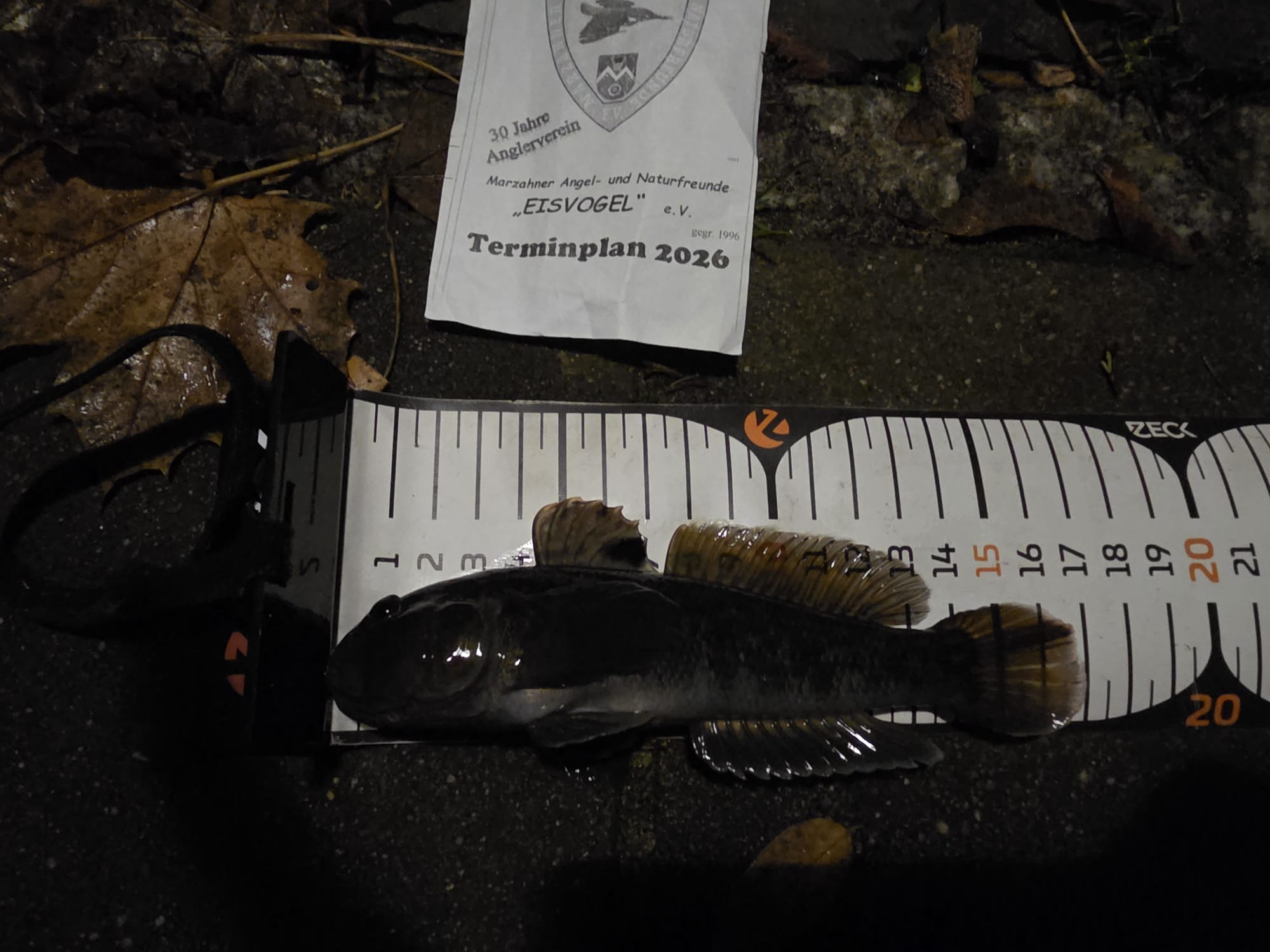 01 26 2025 11 12 Quappe 17cm