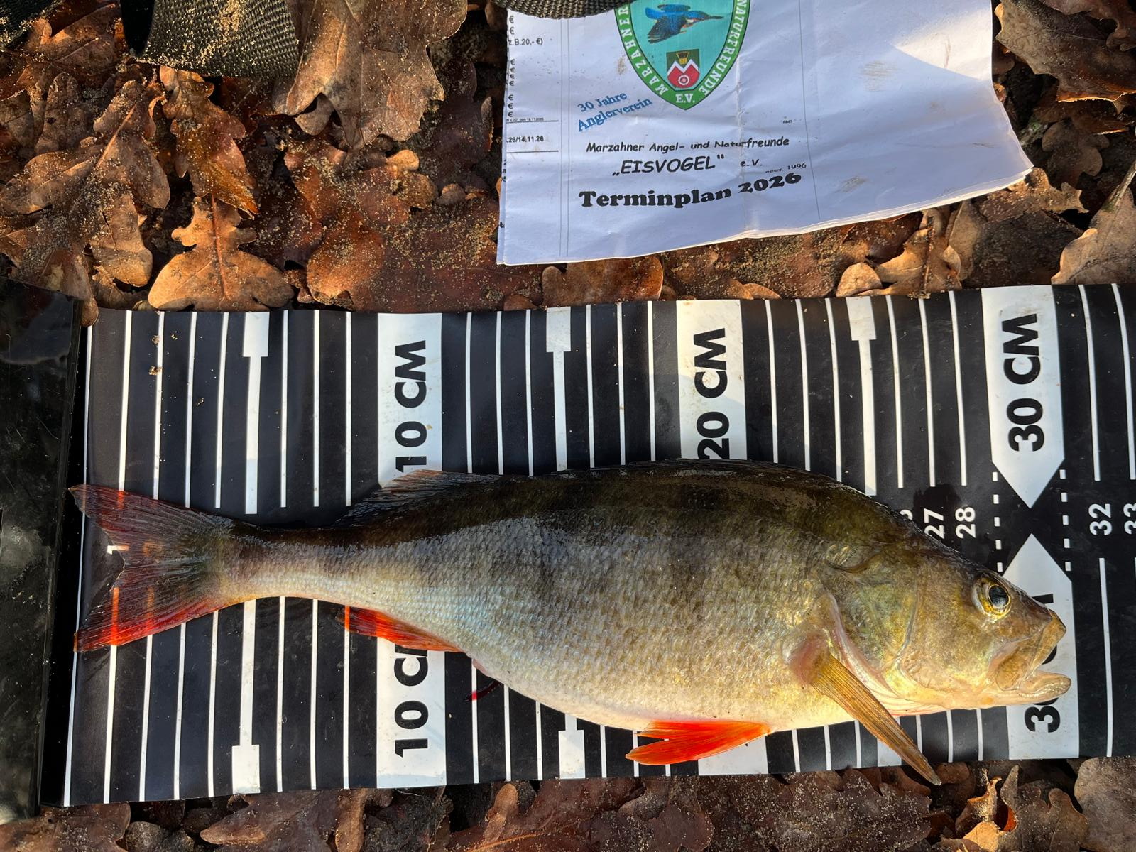 04 26 2025 12 16 Flussbarsch 30cm