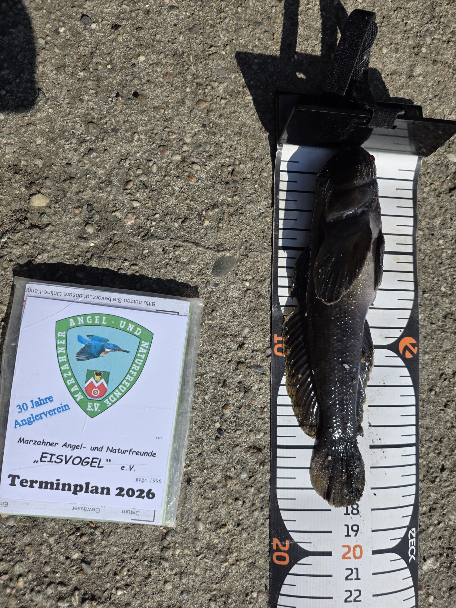05 26 2026 06 19 Grundel 18cm
