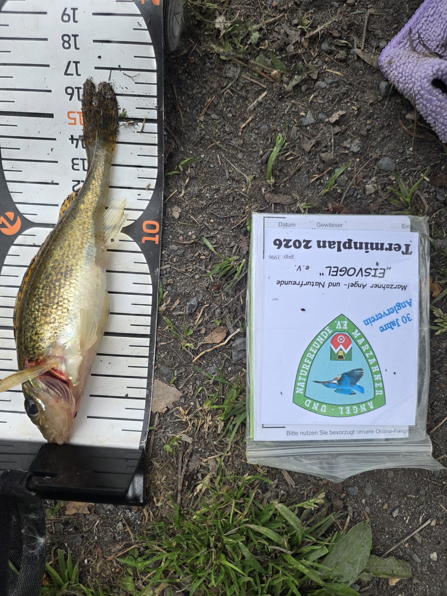 09 26 2026 04 19 Kaulbarsch 16cm